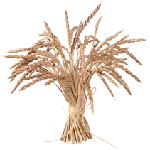 Płatki Orkiszowe