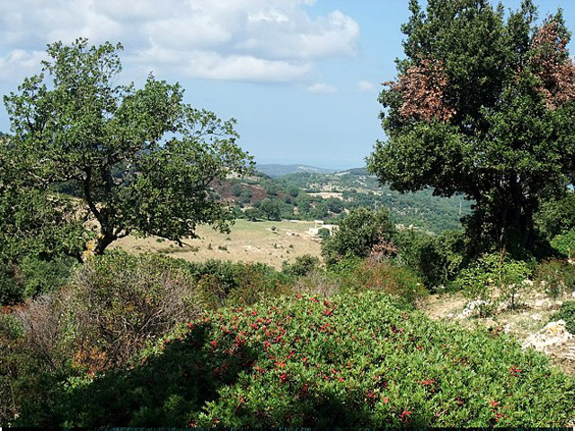 isola isolabio