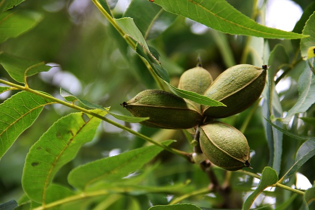 orzechy pecan orzechy pekan