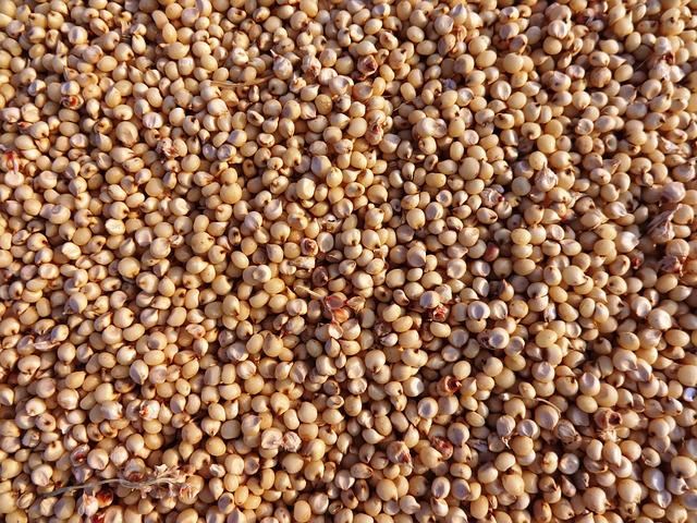 jak wygląda sorgo sorgo